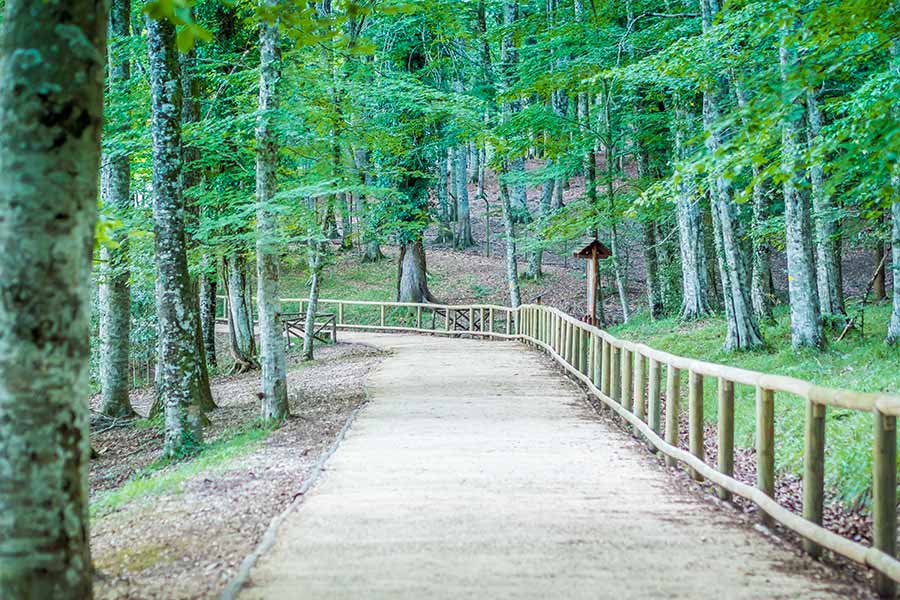 Foresta Umbra sul Gargano in Puglia