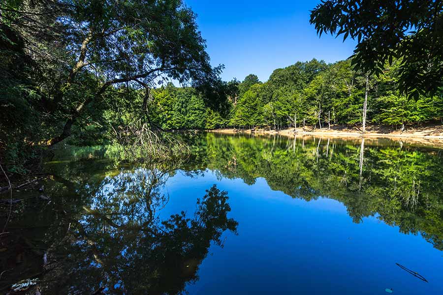 Foresta Umbra sul Gargano in Puglia